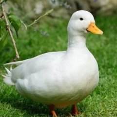 Duckseason